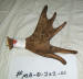 MA-D-202-01 MOOSE ANTLER